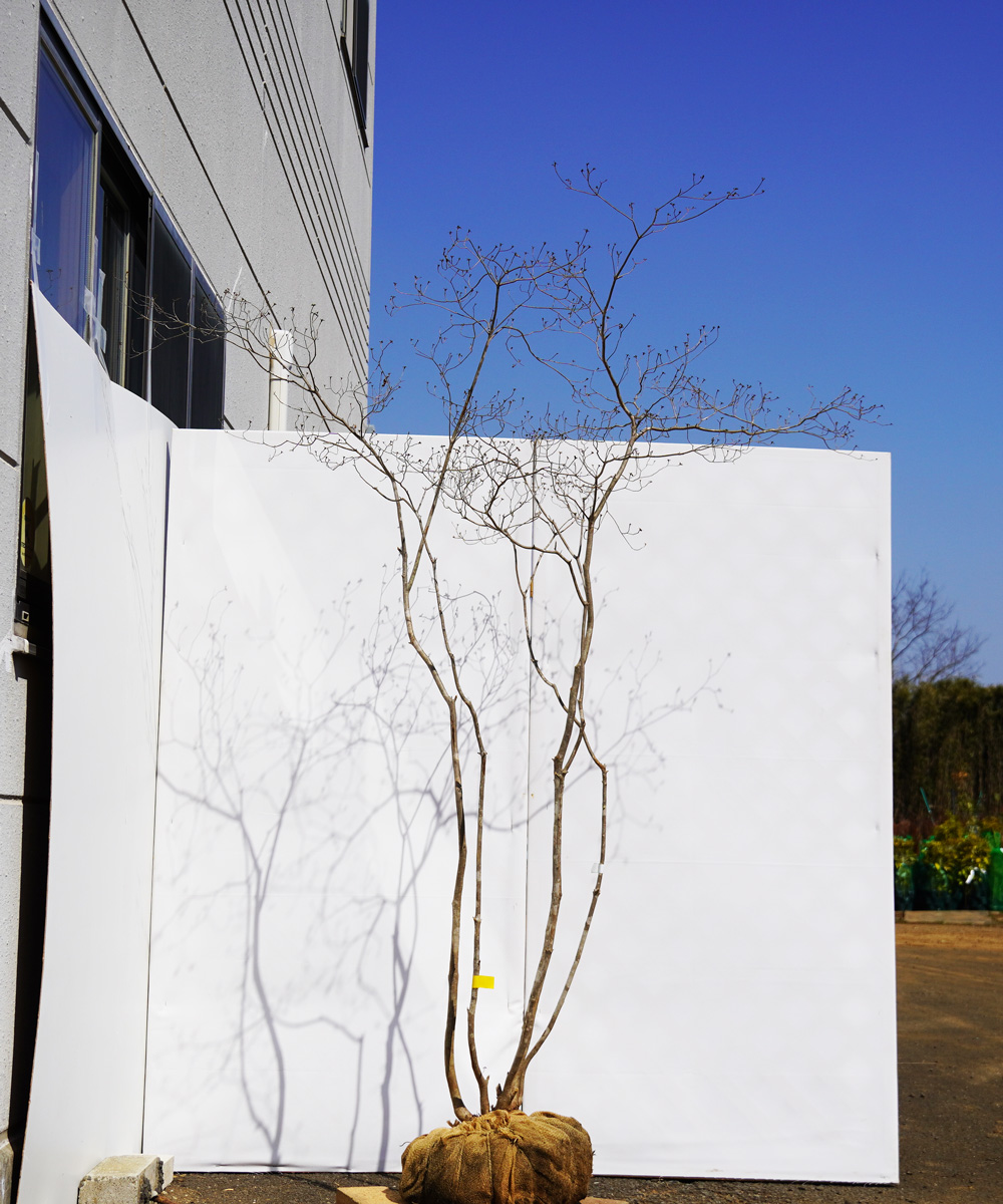 aytc24-21  【山採りもの】ヤマツツジ 高さ2.1m程度 不在置き了承商品