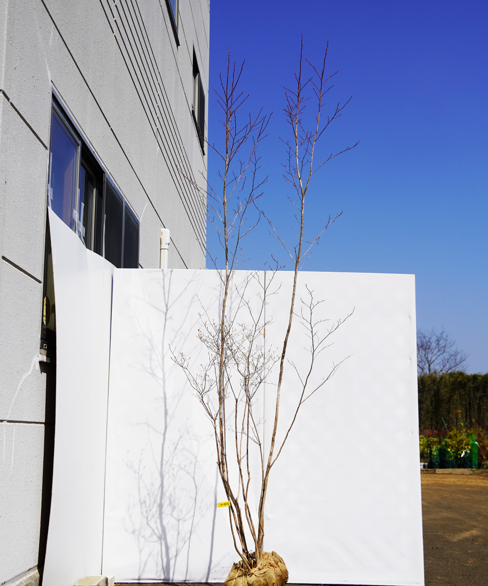 aytc25-27【山採り】ヤマツツジ×ネジキ　高さ2.7ｍ程度　不在置き了承商品