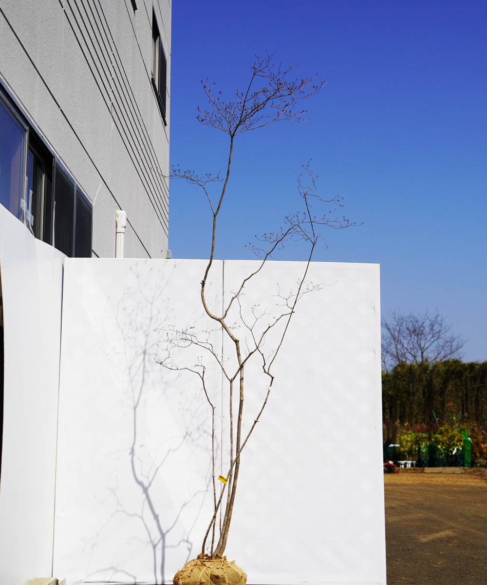 aytc26-24  【山採りもの】ヤマツツジ 高さ2.4m程度 不在置き了承商品