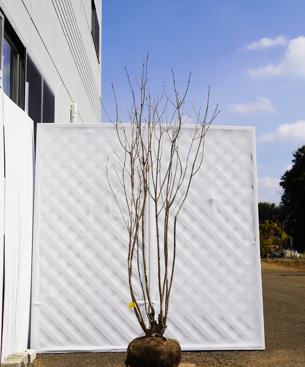 aadj2-19【山採り】アオダモ 本株立　高さ1.9ｍ程度　不在置き了承商品