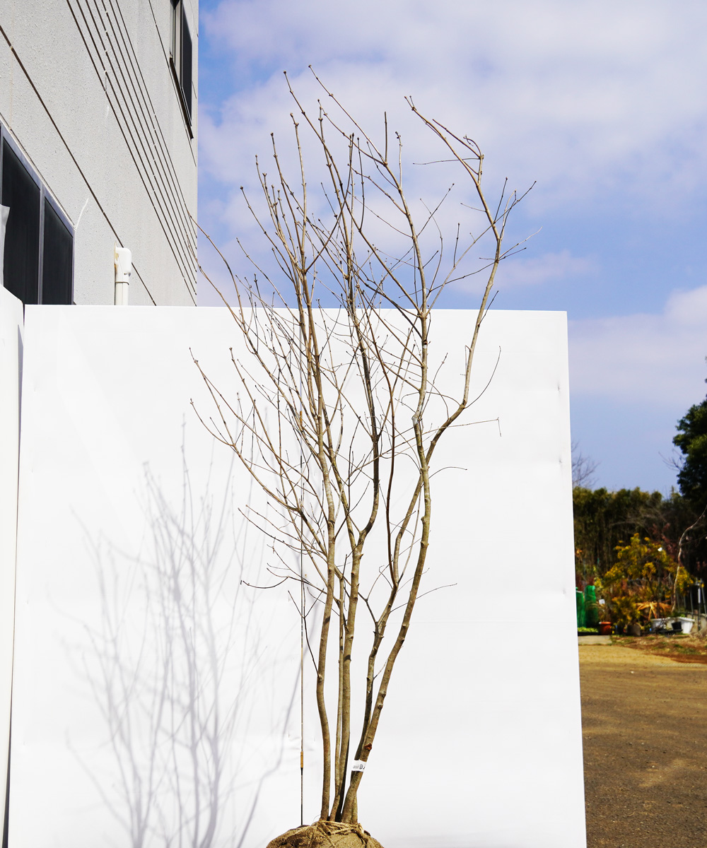 ahdd8-22 【畑もの】アオダモ 本株立 高さ2.2m程度 不在置き了承商品