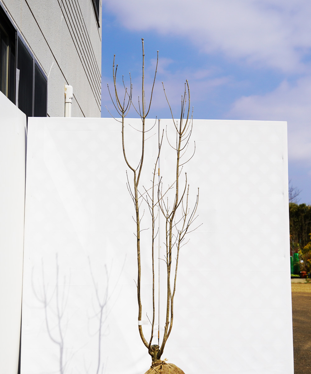 ahdd13-19 【畑もの】アオダモ 本株立 高さ1.9m程度 不在置き了承商品