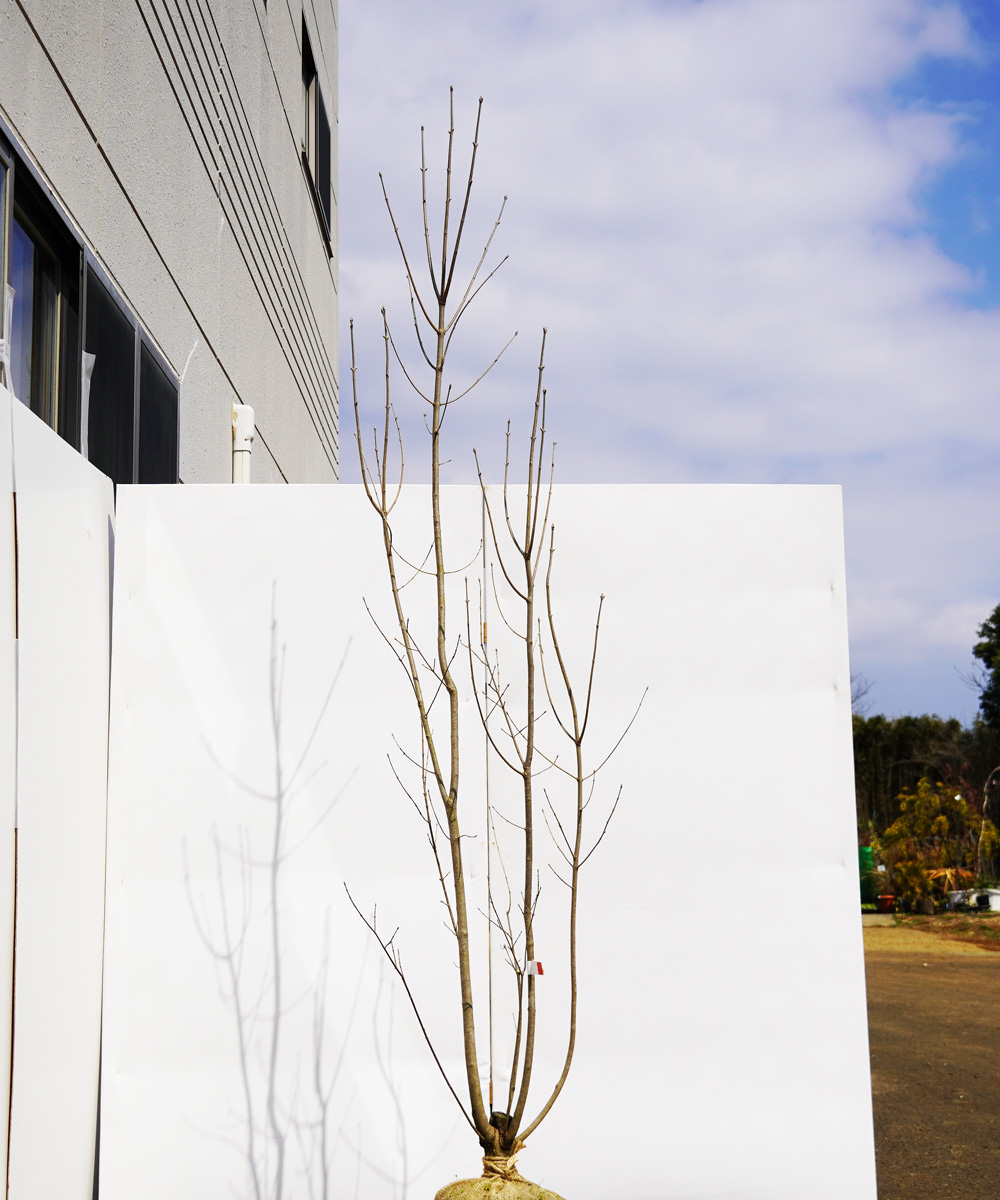 ahdd21-23 【畑もの】アオダモ 本株立 高さ2.3m程度 不在置き了承商品