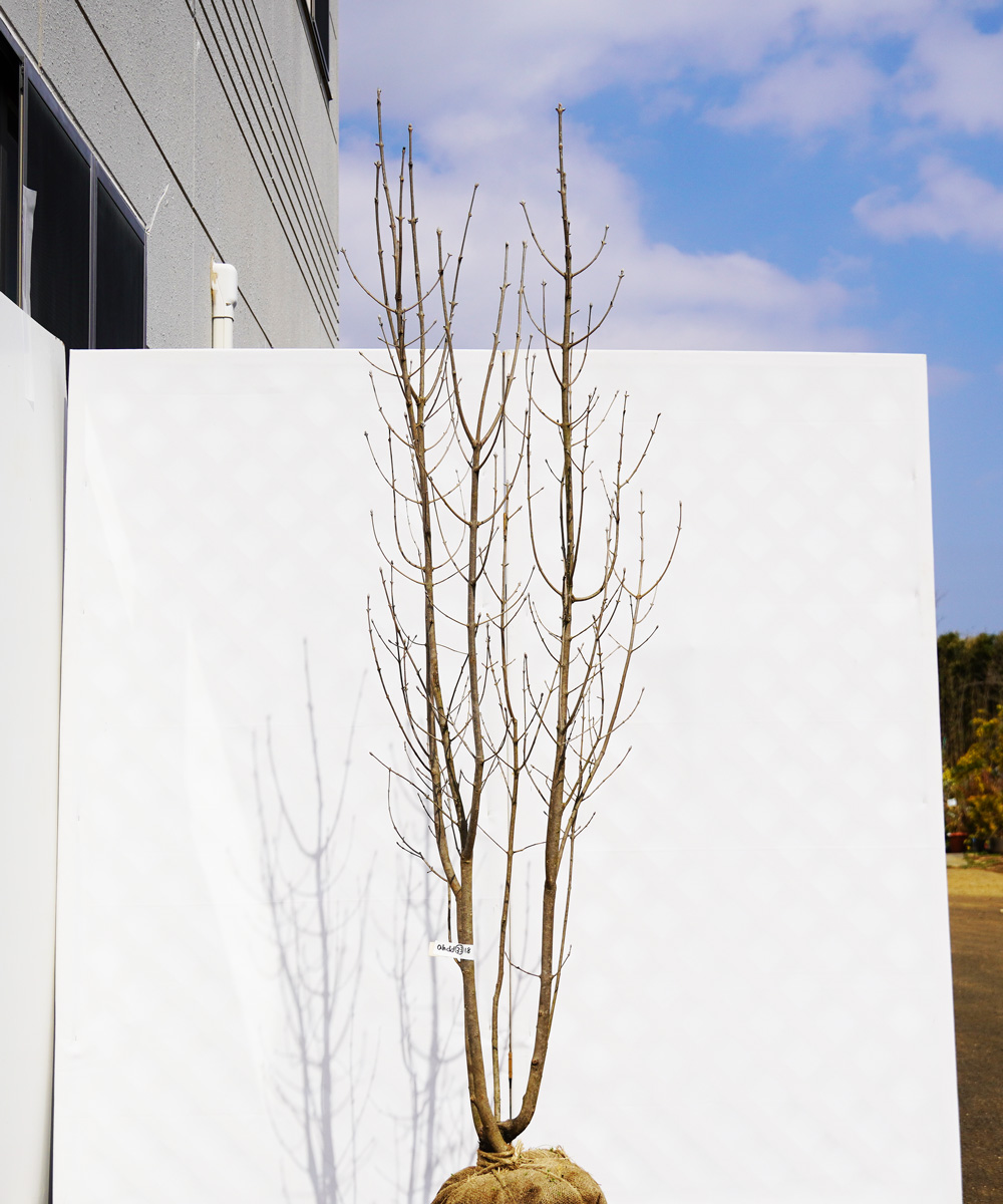 ahdd33-18 【畑もの】アオダモ 本株立 高さ1.8m程度 不在置き了承商品