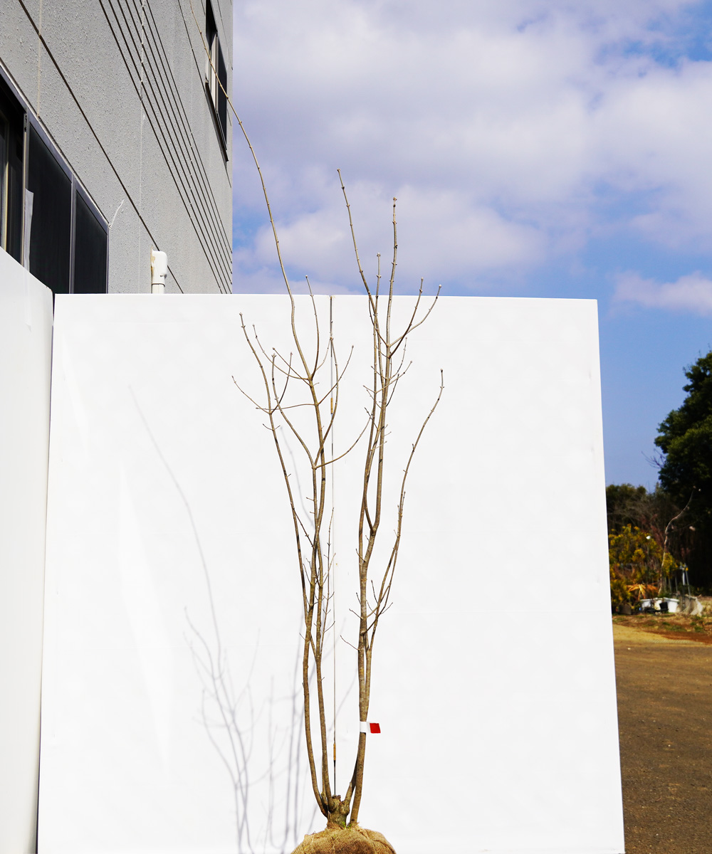 ahdd37-21 【畑もの】アオダモ 本株立 高さ2.1m程度 不在置き了承商品