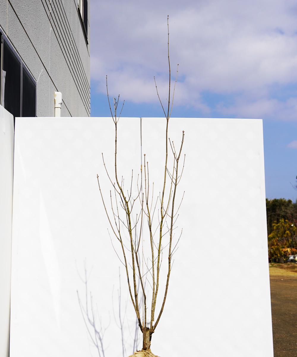 ahdd43-20 【畑もの】アオダモ 本株立 高さ2.0m程度 不在置き了承商品