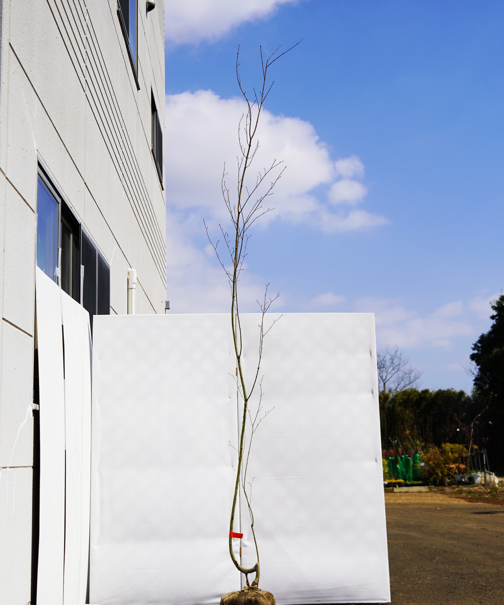 akha4-32  【山採り】コハウチワカエデ 高さ3.2m程度 不在置き了承商品