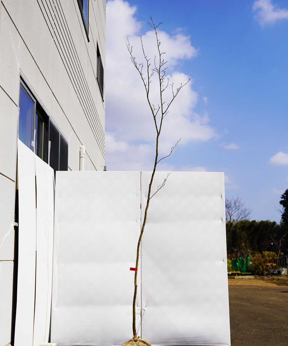 akha7-29 【山採り】コハウチワカエデ 高さ2.9m程度 不在置き了承商品