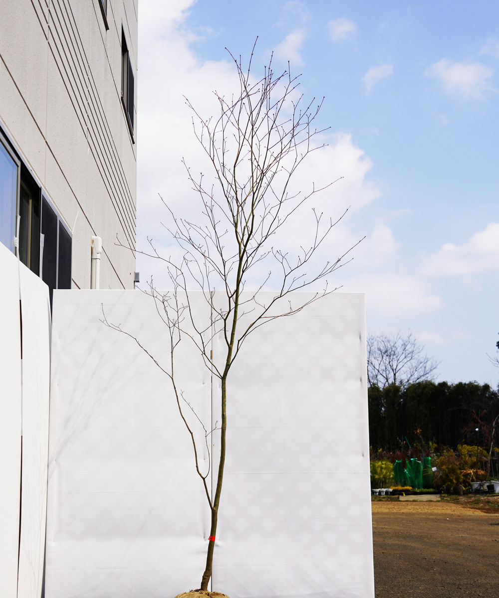 akha9-27 【山採り】コハウチワカエデ 高さ2.7m程度 不在置き了承商品