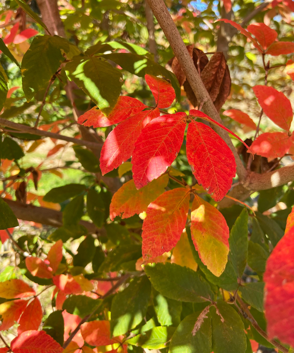 紅葉の様子※環境によって色づきは異なる