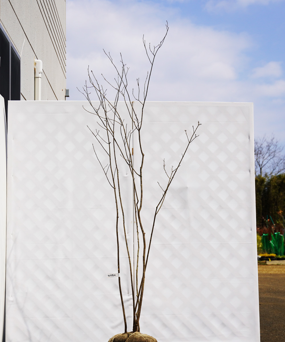 aadi2-20【山採り】アオダモ 寄せ株立 高さ2.0m程度 不在置き了承商品