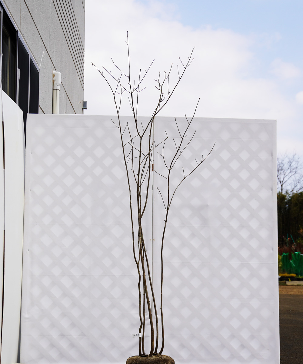 aadi3-20【山採り】アオダモ 寄せ株立 高さ2.0m程度 不在置き了承商品