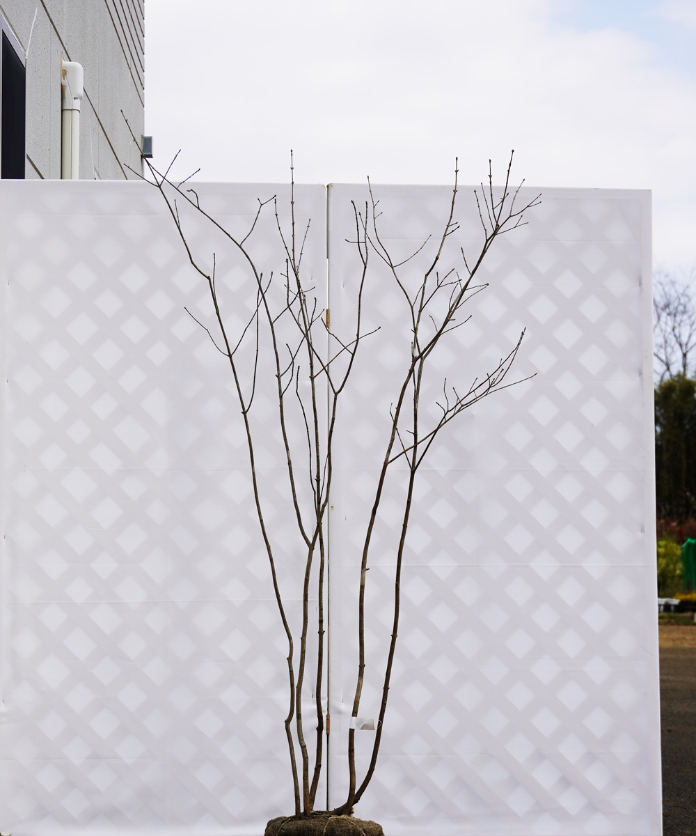 aadi4-17【山採り】アオダモ 寄せ株立 高さ1.7m程度 不在置き了承商品