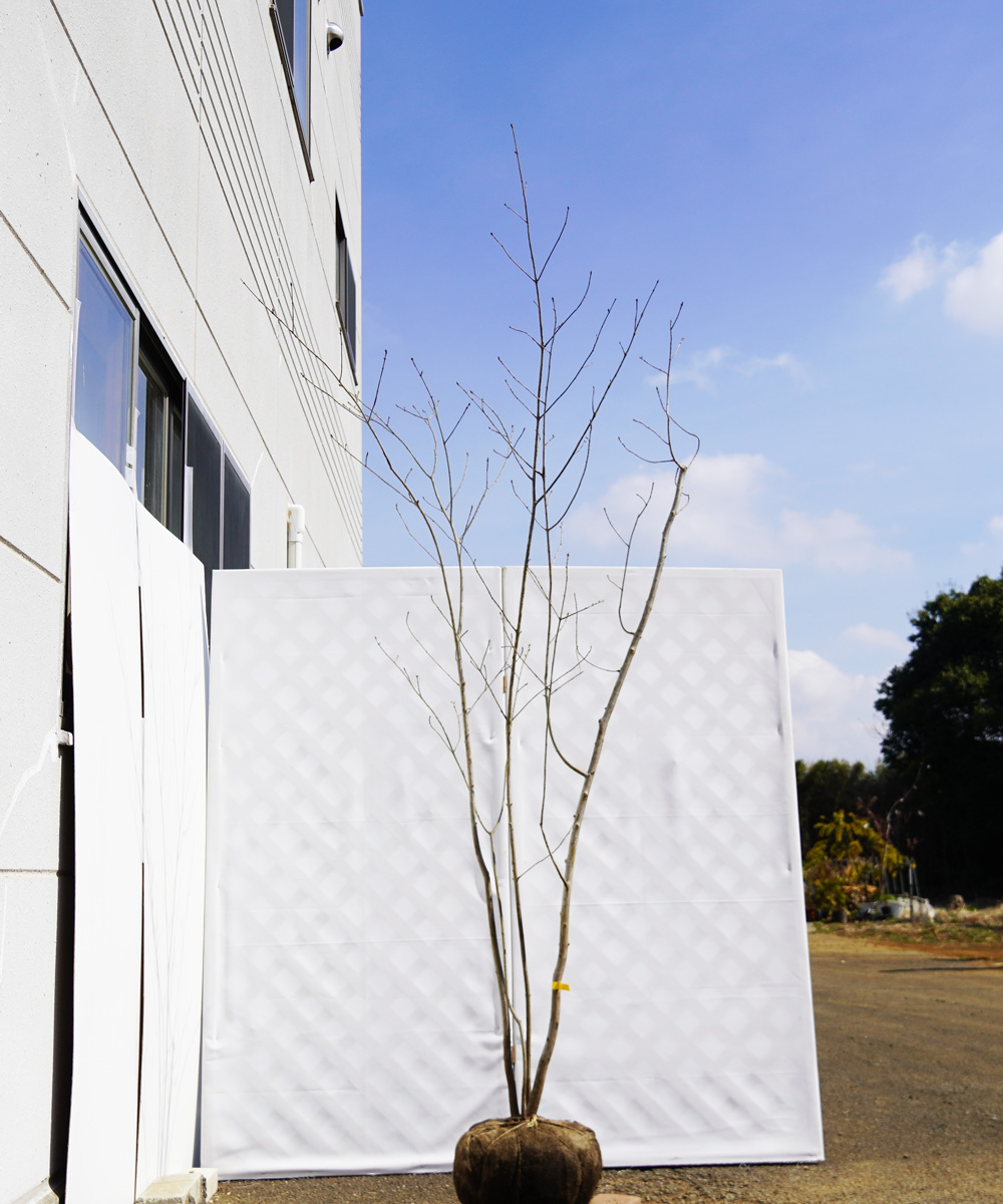 aadj1-24【畑もの】アオダモ株立 高さ2.4m程度 不在置き了承商品