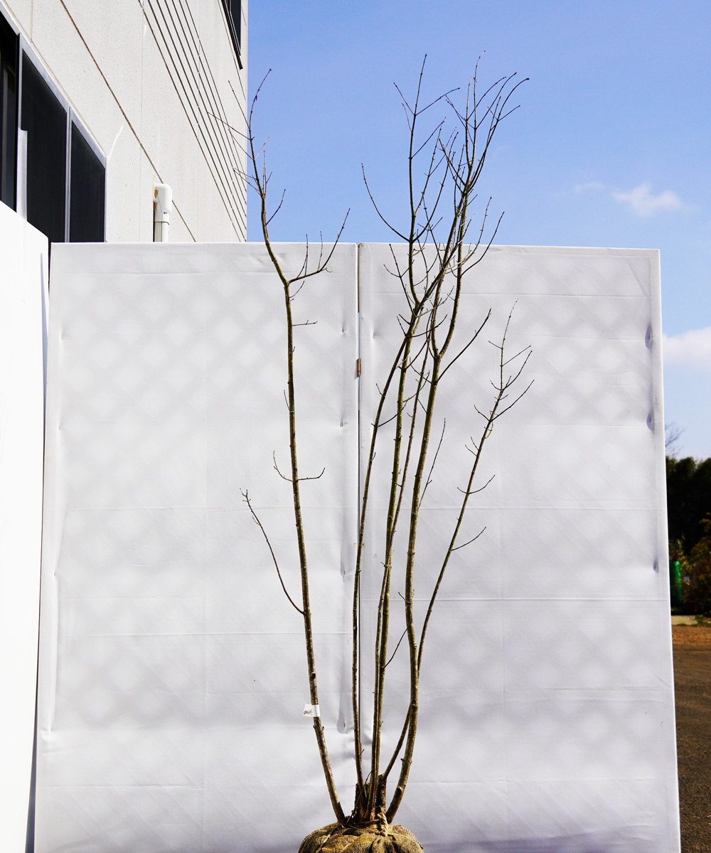 aadk4-19 【畑もの】アオダモ株立 高さ1.9m程度 不在置き了承商品