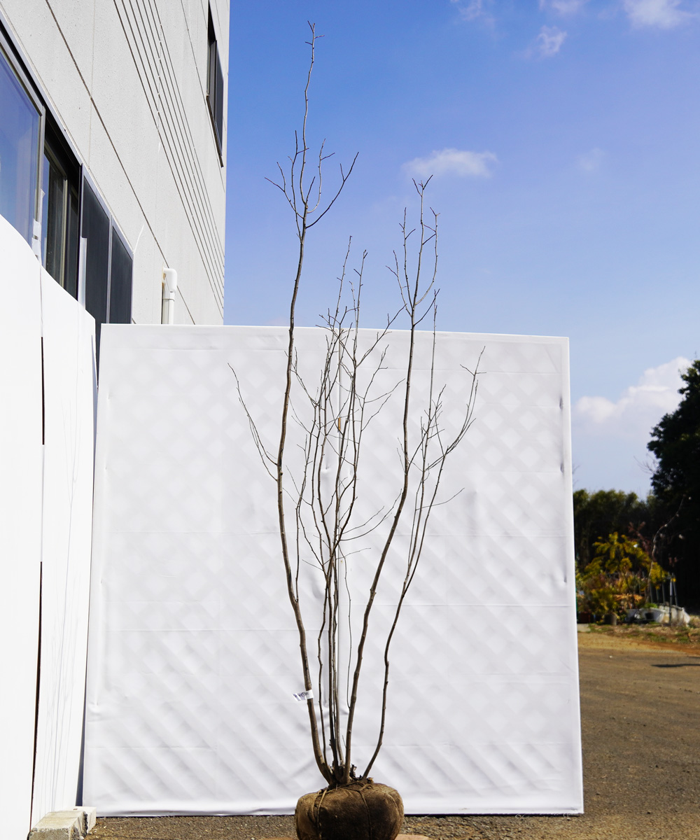ahhe1-25 【山採り】アオハダ 雌雄不明 高さ2.5m程度 不在置き了承商品