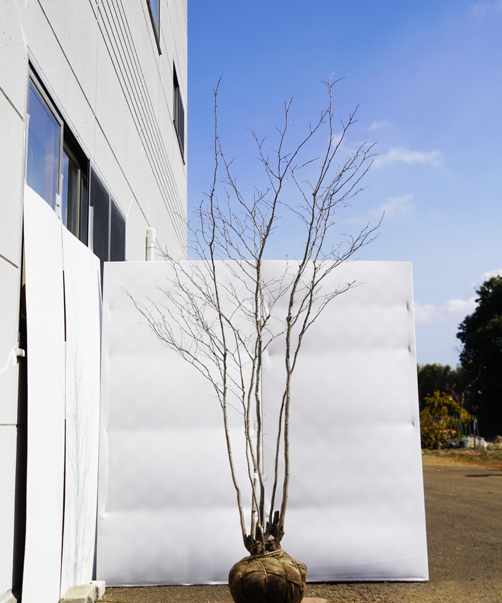 ahhe2-23 【山採り】アオハダ 雌雄不明 高さ2.3m程度 不在置き了承商品