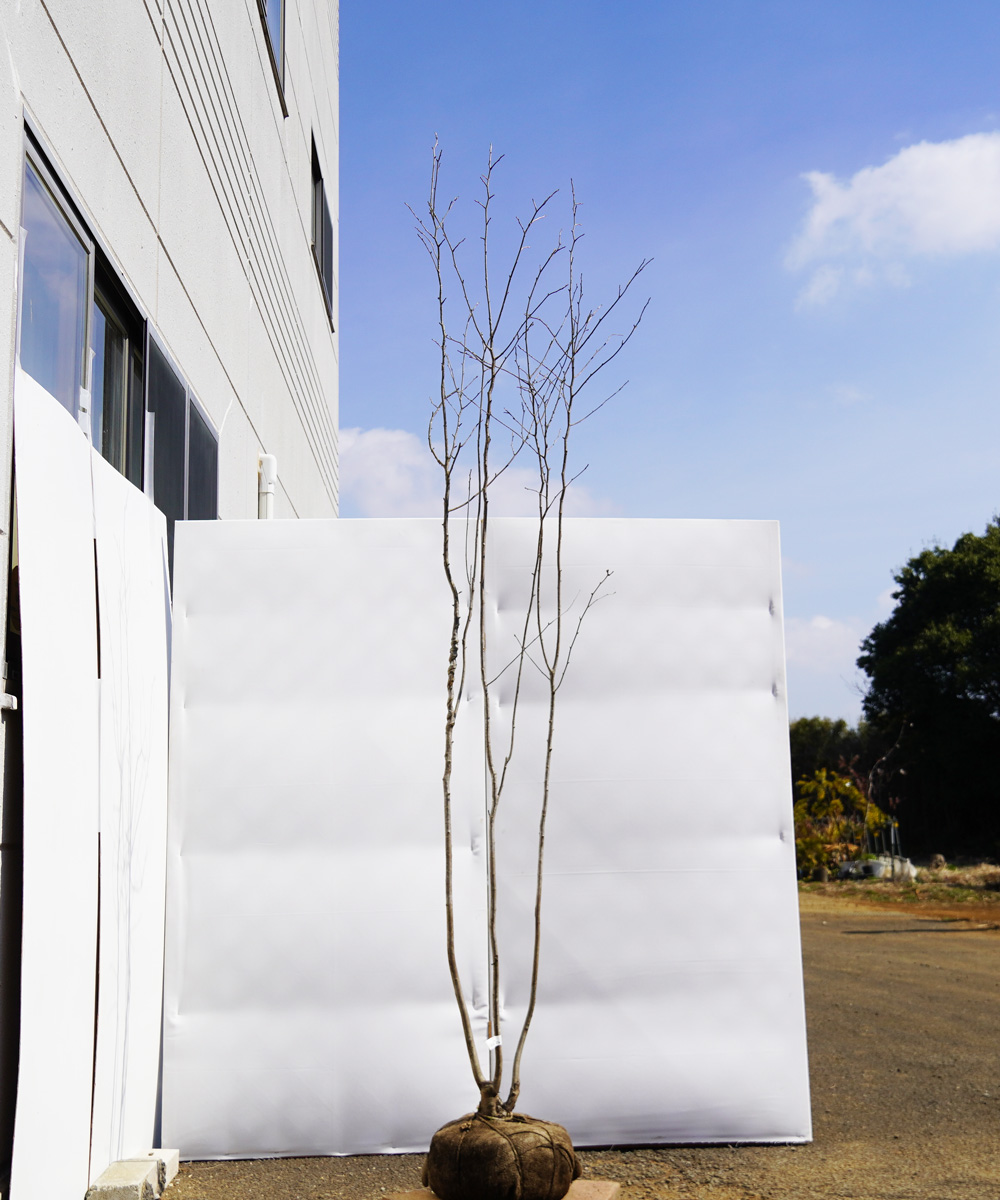 ahhe4-24 【山採り】アオハダ 雌雄不明 高さ2.4m程度 不在置き了承商品