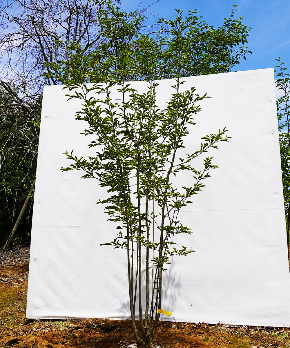 ahhf14-18  アオハダ株立ち 雌雄不明 高さ1.8m 不在置き了承商品