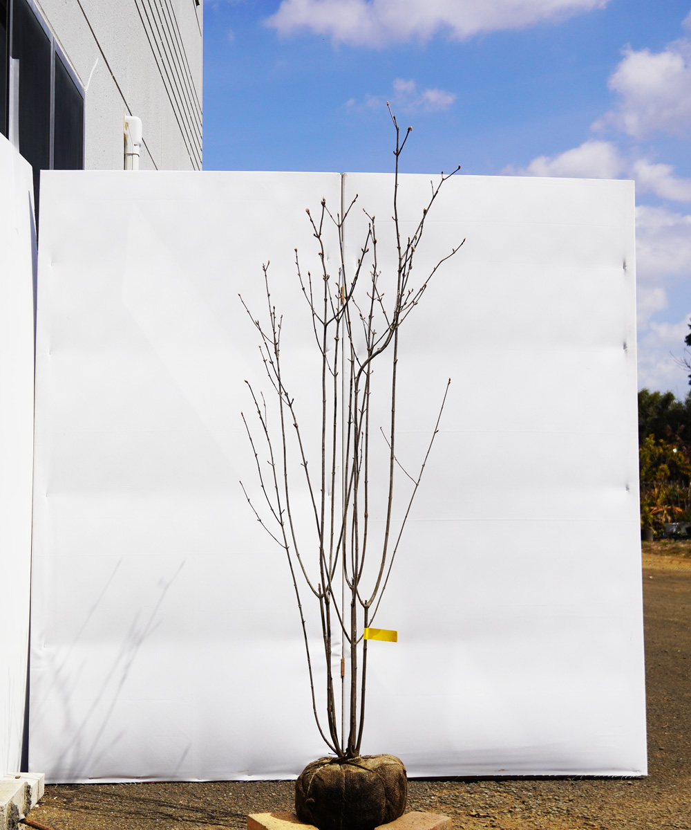 agma3-16 【山採り】ガマズミ　高さ1.6ｍ程度　不在置き了承商品