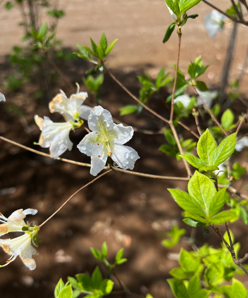 花