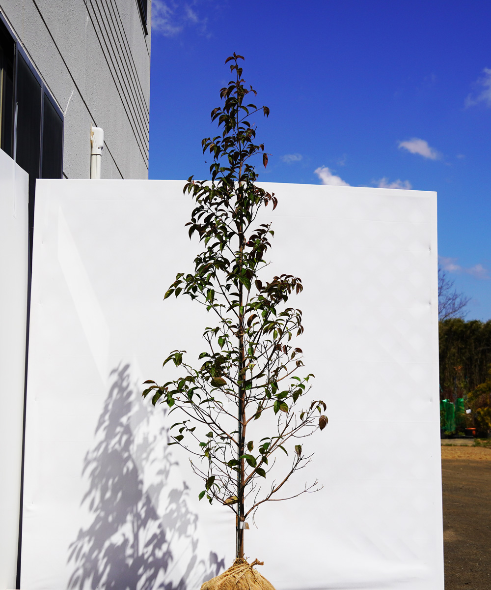 asrb12-18   常緑ヤマボウシ赤花「サマーレッドペイジ」高さ1.8m 不在置き了承商