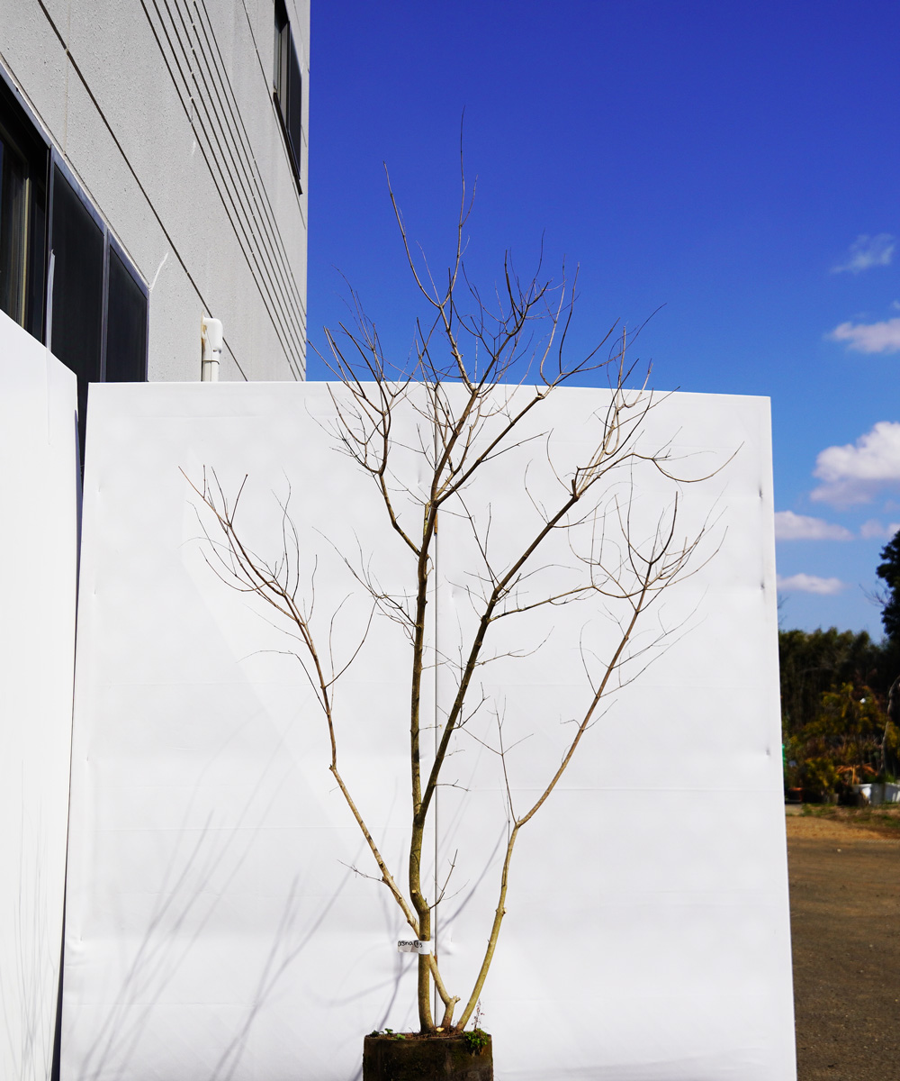 asna3-15  セイヨウニンジンボク青花 高さ1.5m 不在置き了承商品asna3-15  セイヨウニンジンボク青花 高さ1.5m 不在置き了承商品