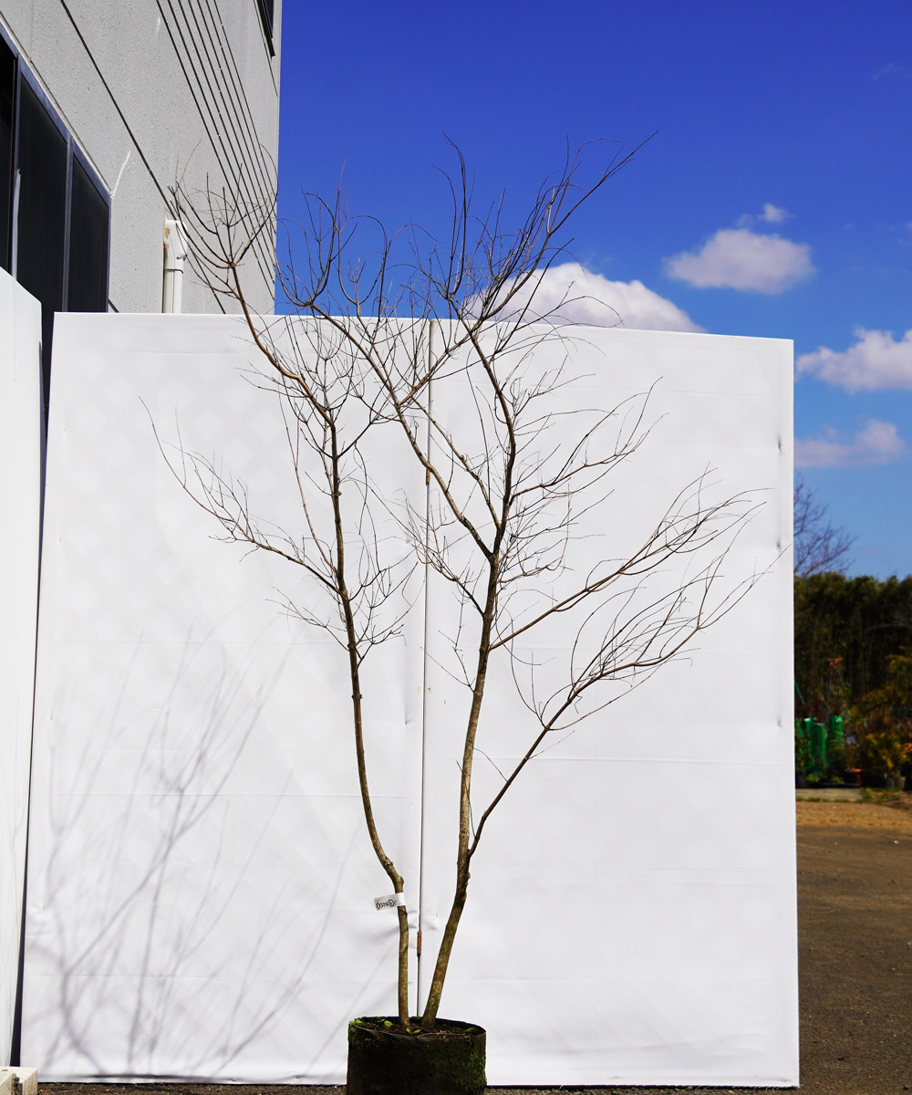 asna6-15  セイヨウニンジンボク青花 高さ1.5m 不在置き了承商品