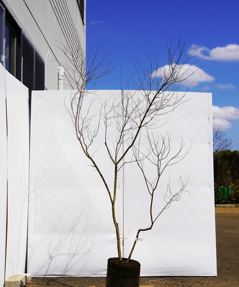 asna7-15  セイヨウニンジンボク青花 高さ1.5m 不在置き了承商品