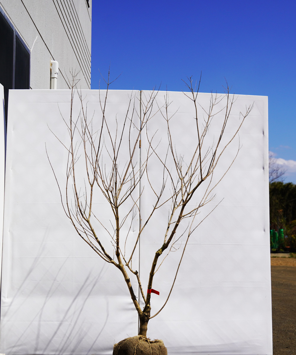 asnb2-14 セイヨウニンジンボク青花 高さ1.4m 不在置き了承商品