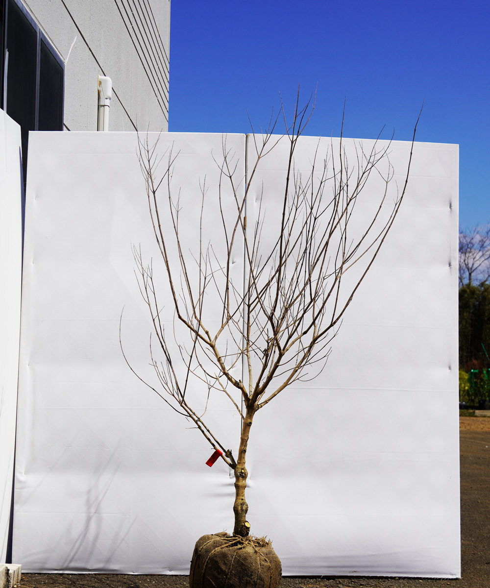 asnb3-13 セイヨウニンジンボク白花 高さ1.3m 不在置き了承商品