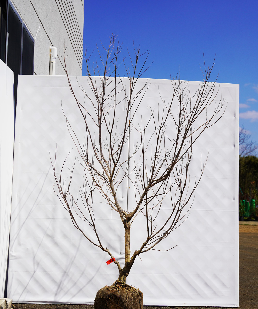 asnb4-12 セイヨウニンジンボク白花 高さ1.2m 不在置き了承商品