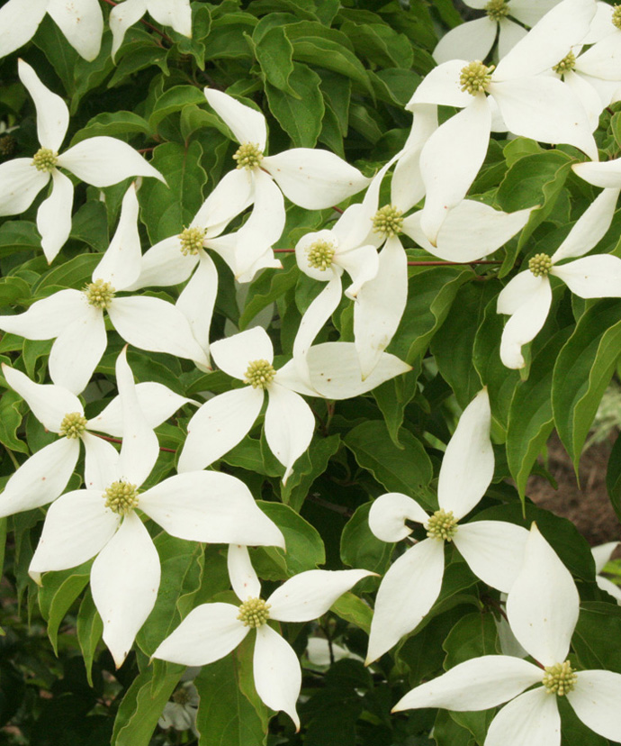 春の花
