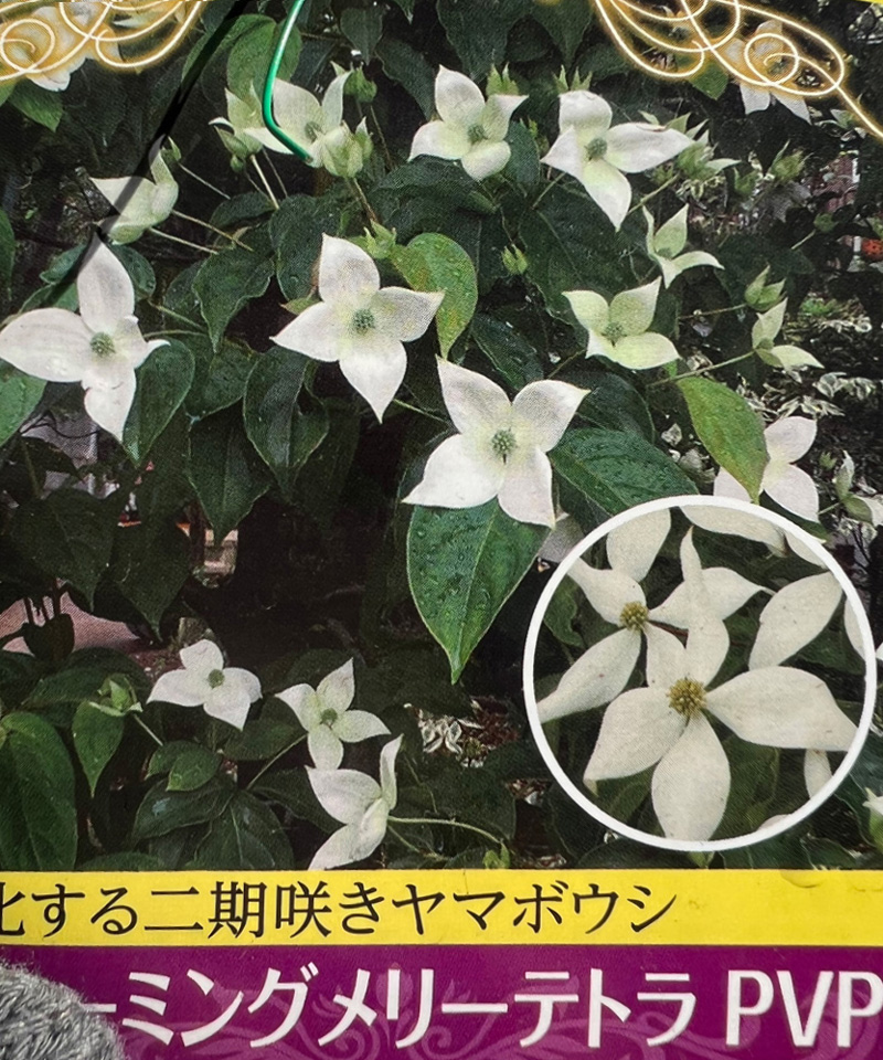 秋の花