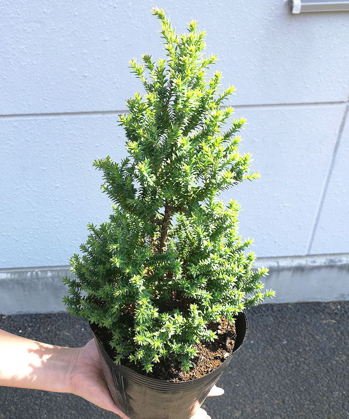 6月撮影