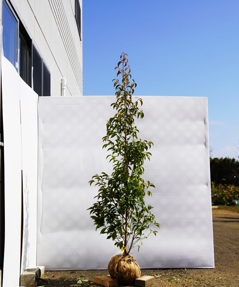 ampc7-18  常緑ヤマボウシ赤花「メリーピンクペイジ」高さ1.8m 不在置き了承商品