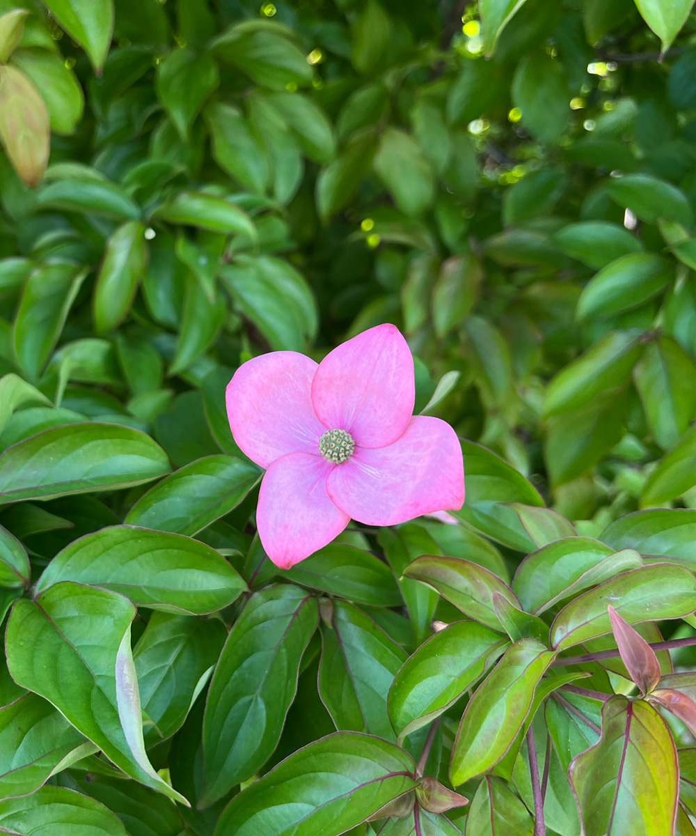春の花