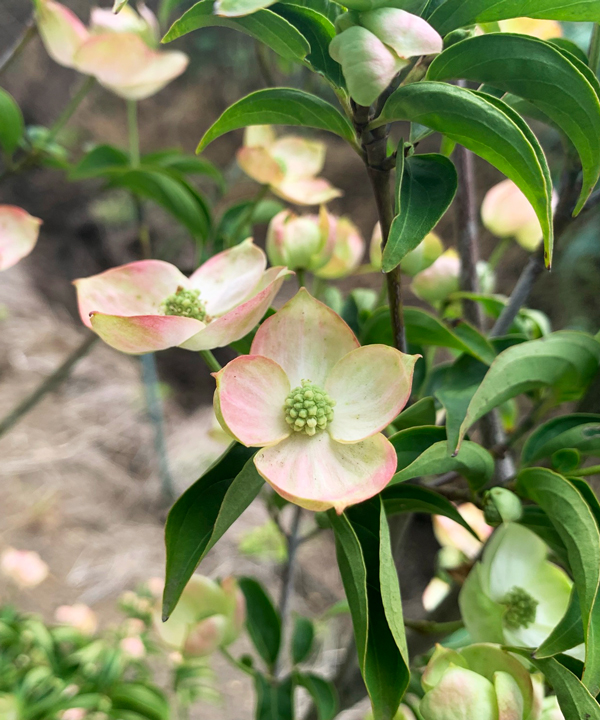 秋の花