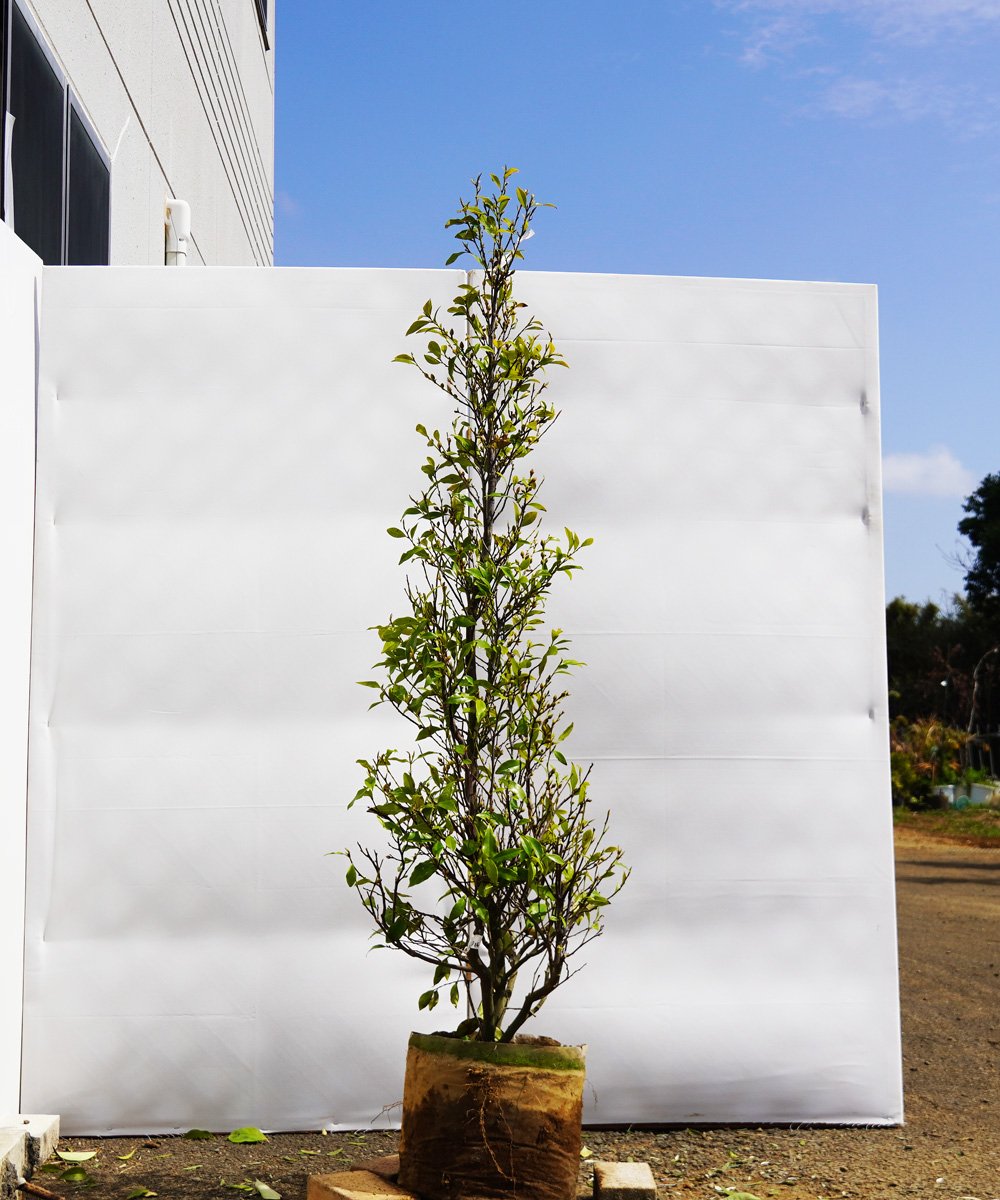 akoc8-16  カラタネオガタマ白花　高さ1.6m　不在置き了承