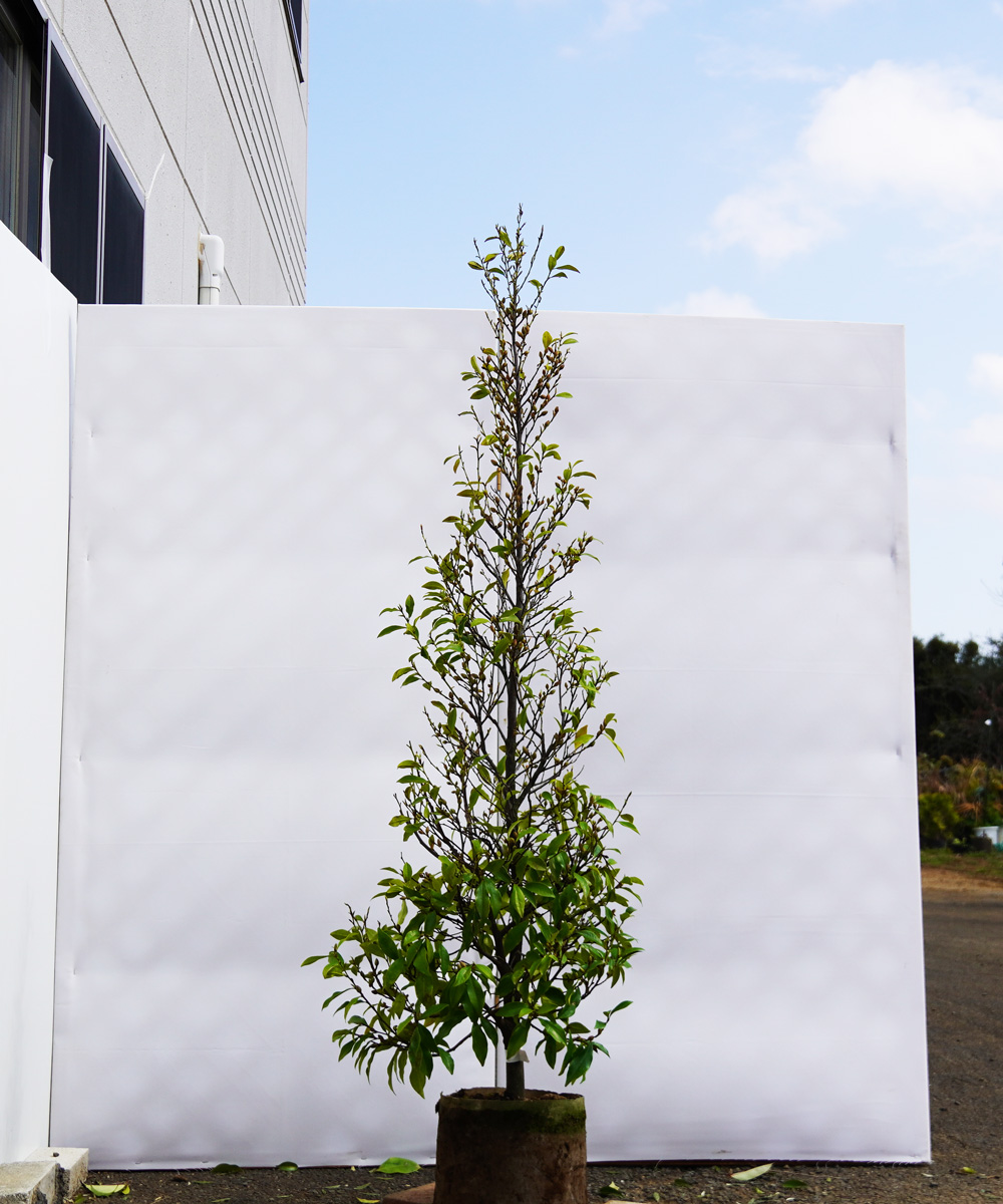 akoc14-16  カラタネオガタマ白花　高さ1.6m　不在置き了承