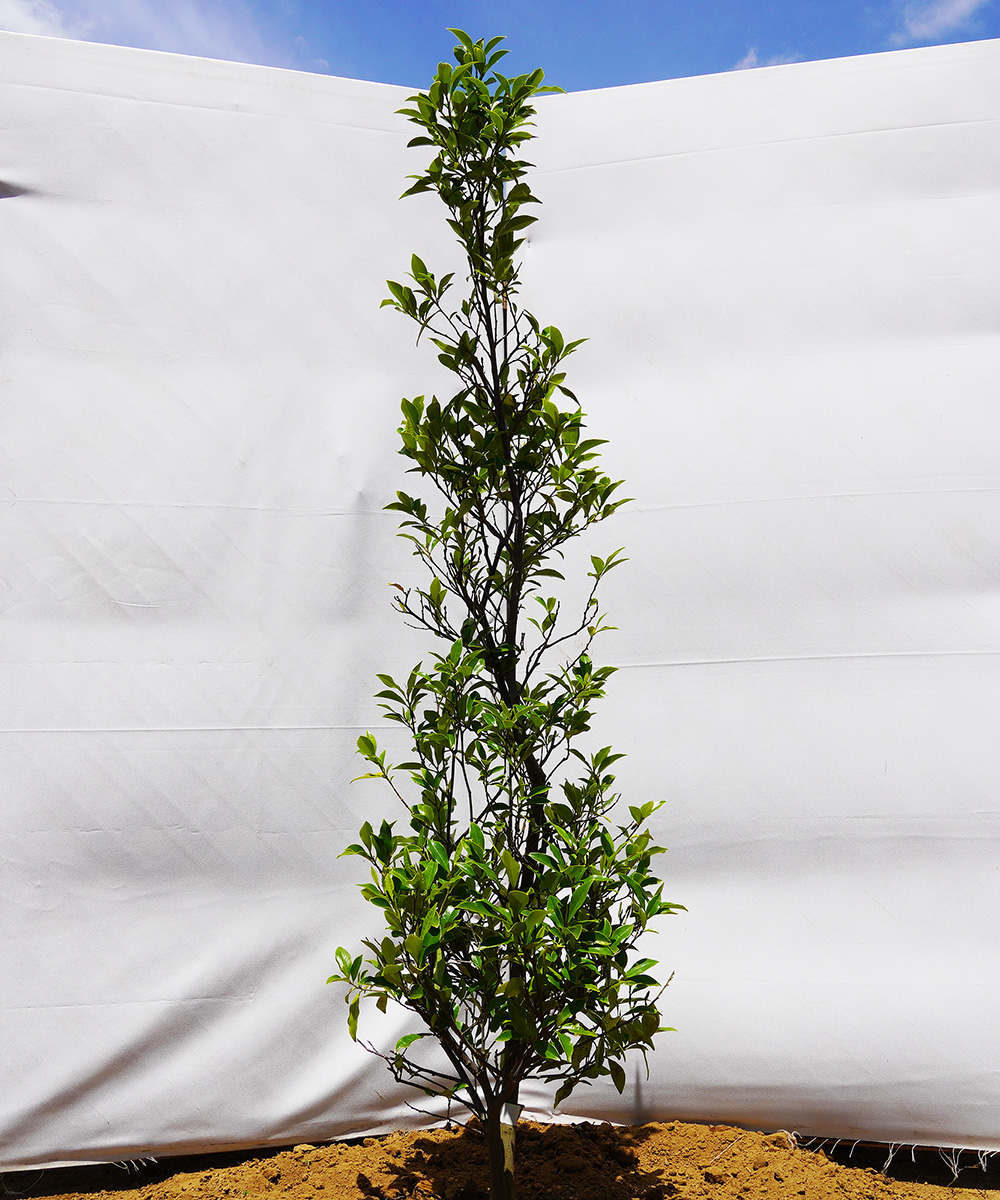 akoc19-15  カラタネオガタマ白花 高さ1.5m 不在置き了承