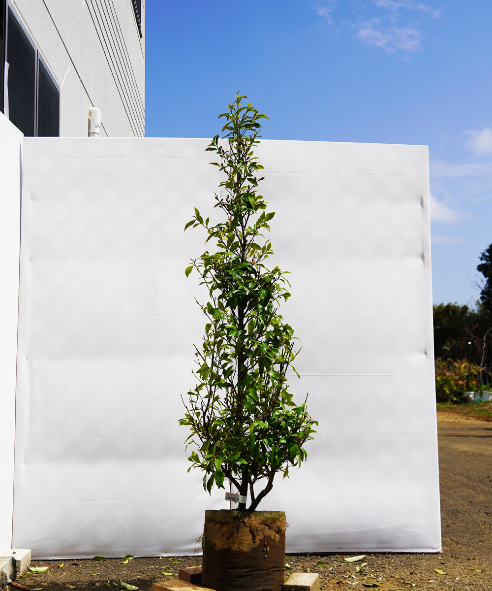 akoc22-15  カラタネオガタマ白花 高さ1.5m 不在置き了承