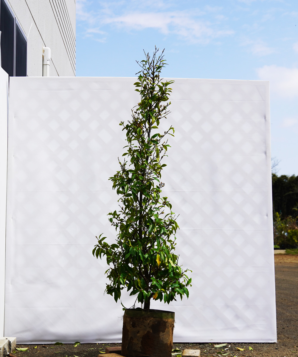 akoc25-15  カラタネオガタマ白花 高さ1.5m 不在置き了承