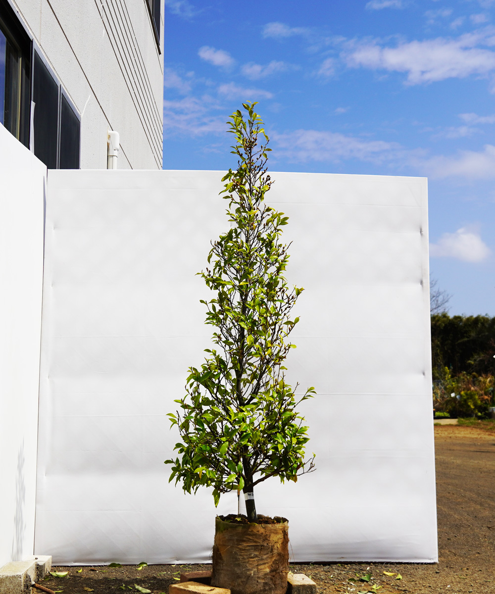 akoc27-16  カラタネオガタマ白花 高さ1.6m 不在置き了承