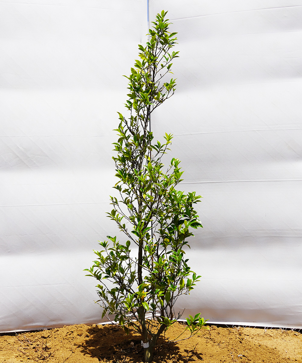 akoc30-15  カラタネオガタマ白花 高さ1.5m 不在置き了承