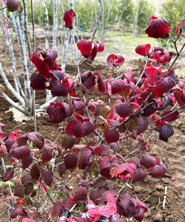 紅葉※地域によってきれいに紅葉しない場合もあります。