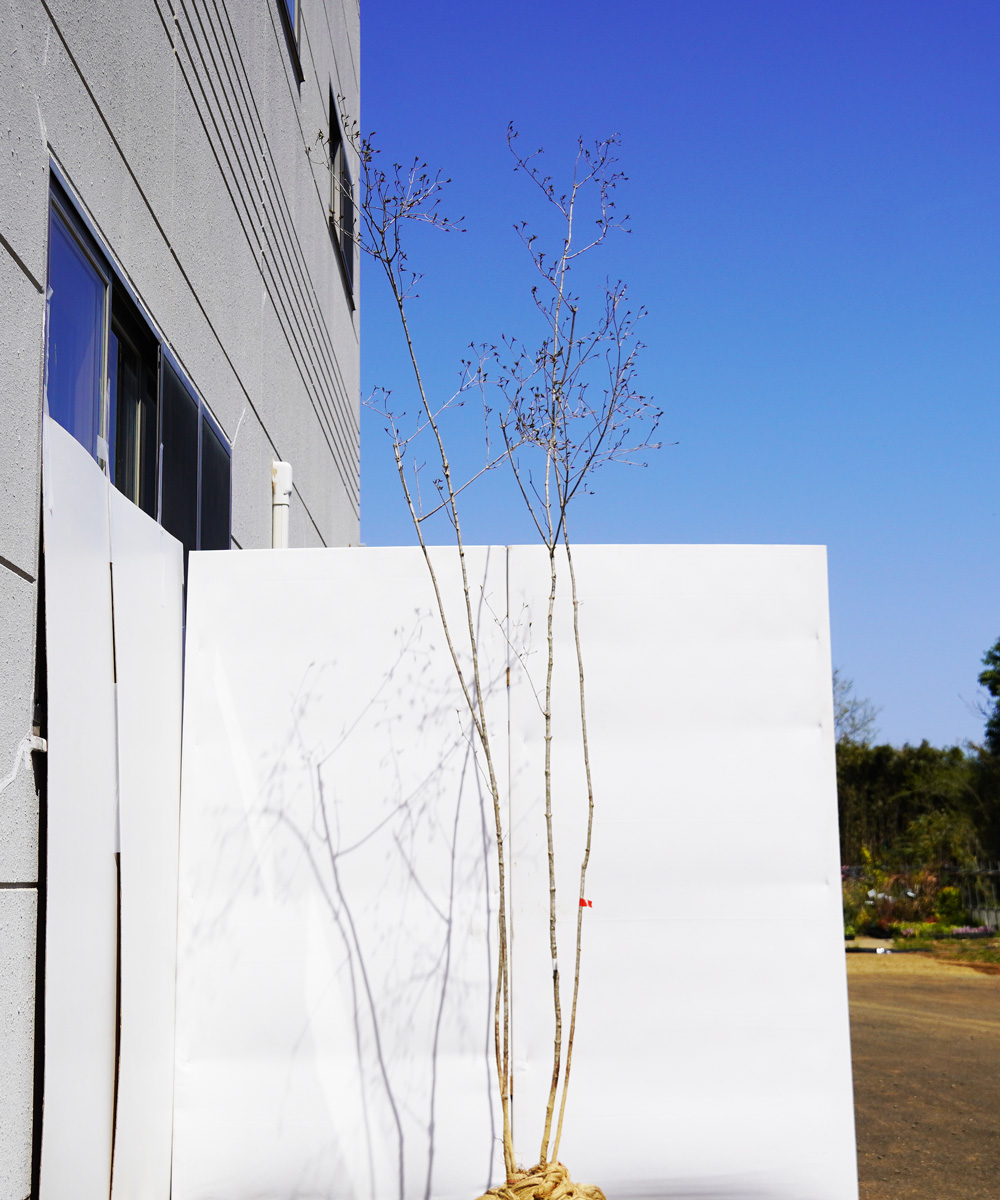 ayzc8-28  【山採り】オトコヨウゾメ 高さ2.8m 不在置き了承商品