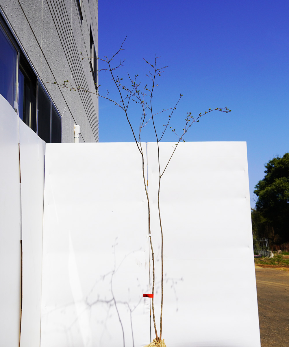 atrd4-19  【山採り】ツリバナ　高1.9m　不在置き了承商品