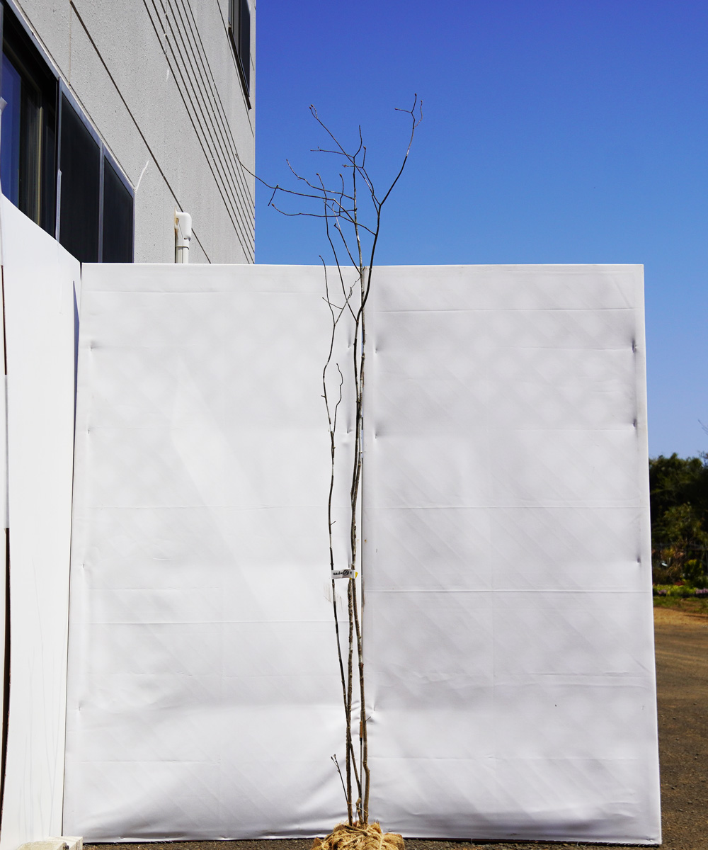 aadm29-19 【山採り】アオダモ 高さ1.9m程度 不在置き了承商品
