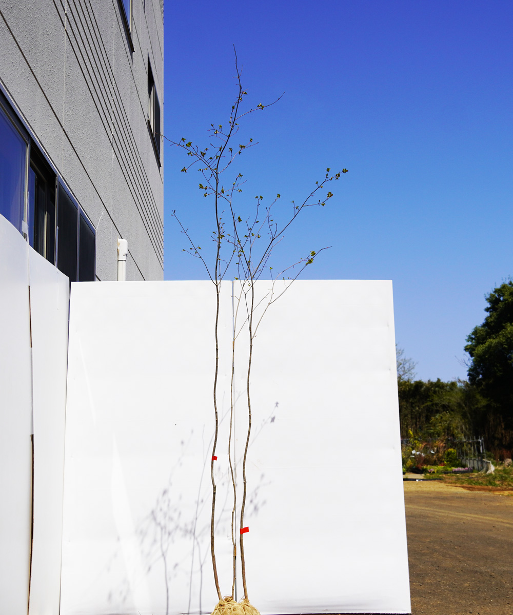 atrd2-24 ハイブリッド【山採り】ツリバナ×アオダモ　高さ2.4m　不在置き了承商品